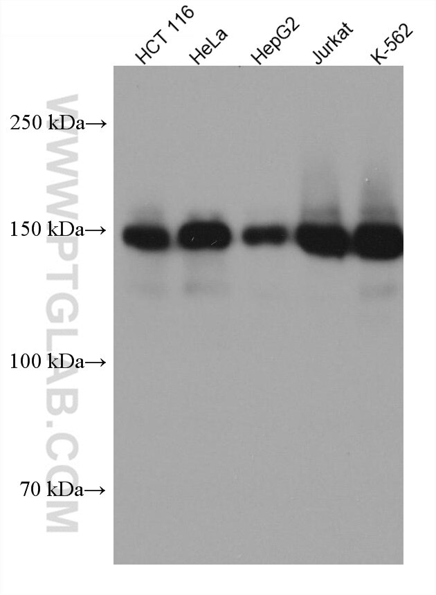 Western Blot (WB) analysis of various lysates using LARP1 Monoclonal antibody (67810-1-Ig)