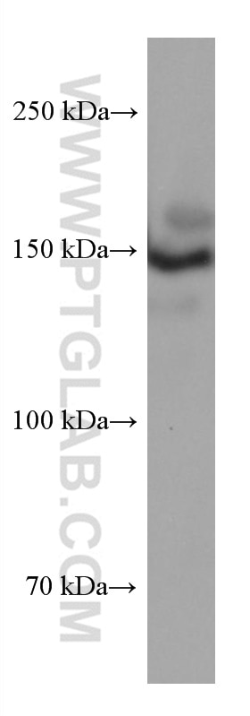 Western Blot (WB) analysis of HSC-T6 cells using LARP1 Monoclonal antibody (67810-1-Ig)