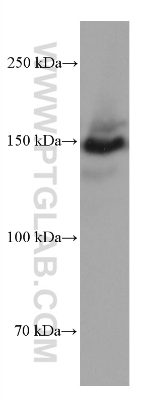 Western Blot (WB) analysis of NIH/3T3 cells using LARP1 Monoclonal antibody (67810-1-Ig)