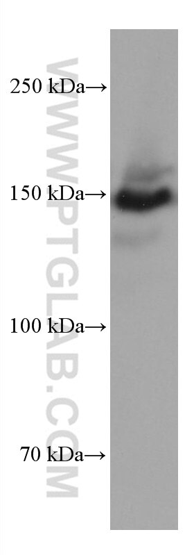 WB analysis of NIH/3T3 using 67810-1-Ig