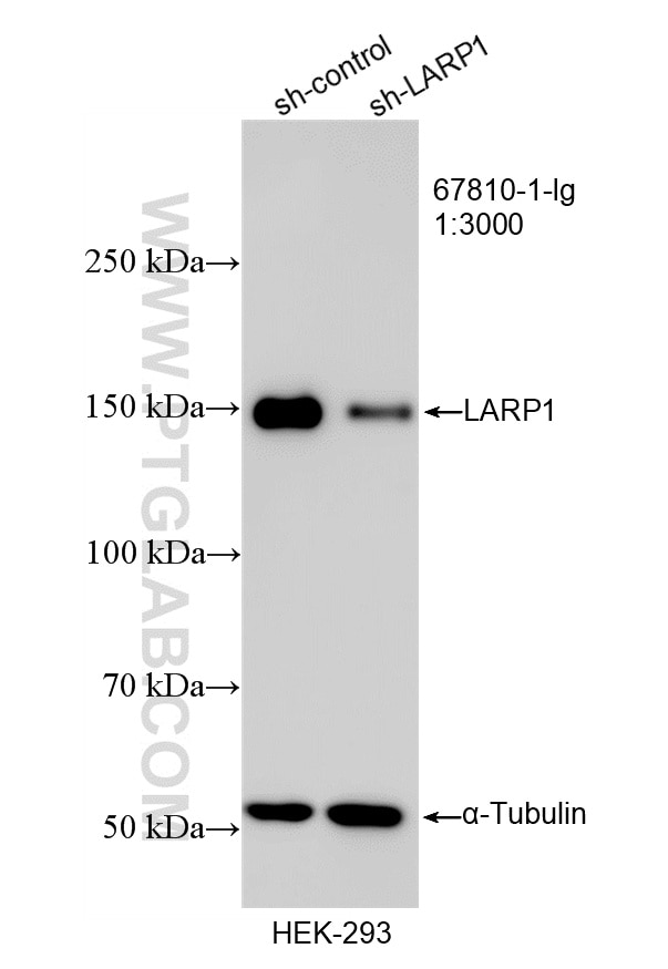 Western Blot (WB) analysis of HEK-293 cells using LARP1 Monoclonal antibody (67810-1-Ig)