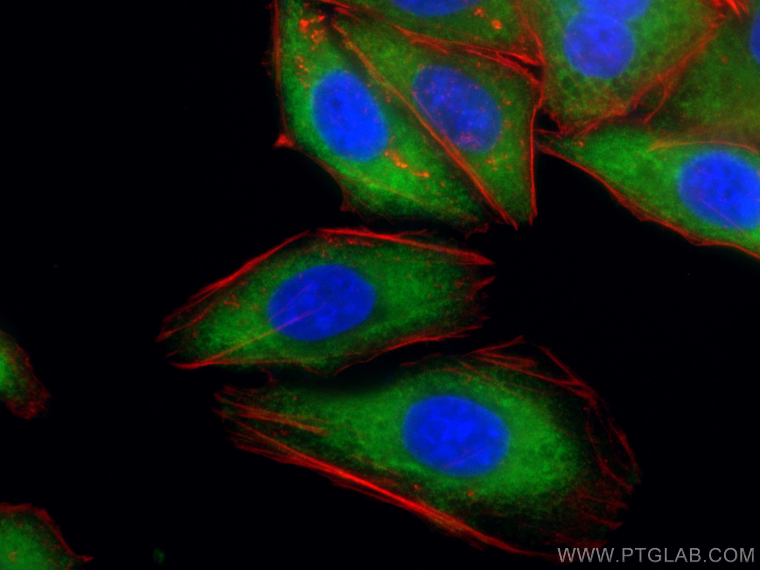 Immunofluorescence (IF) / fluorescent staining of HepG2 cells using CoraLite® Plus 488-conjugated LARP1 Monoclonal ant (CL488-67810)