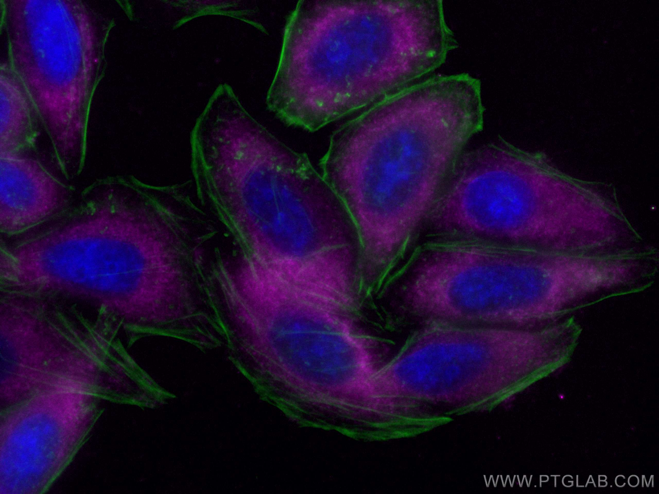 Immunofluorescence (IF) / fluorescent staining of HepG2 cells using CoraLite® Plus 647-conjugated LARP1 Monoclonal ant (CL647-67810)