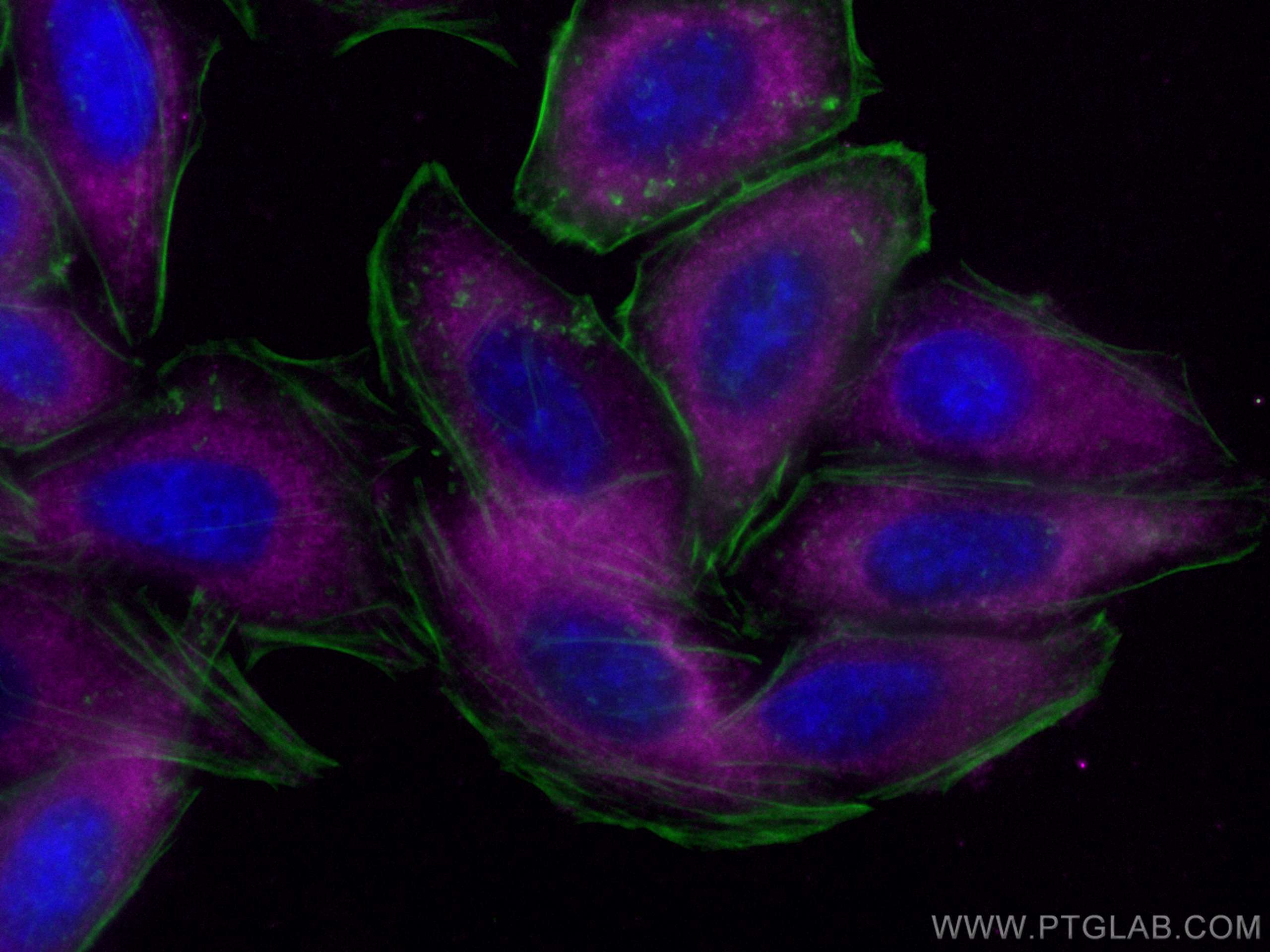 IF Staining of HepG2 using CL647-67810