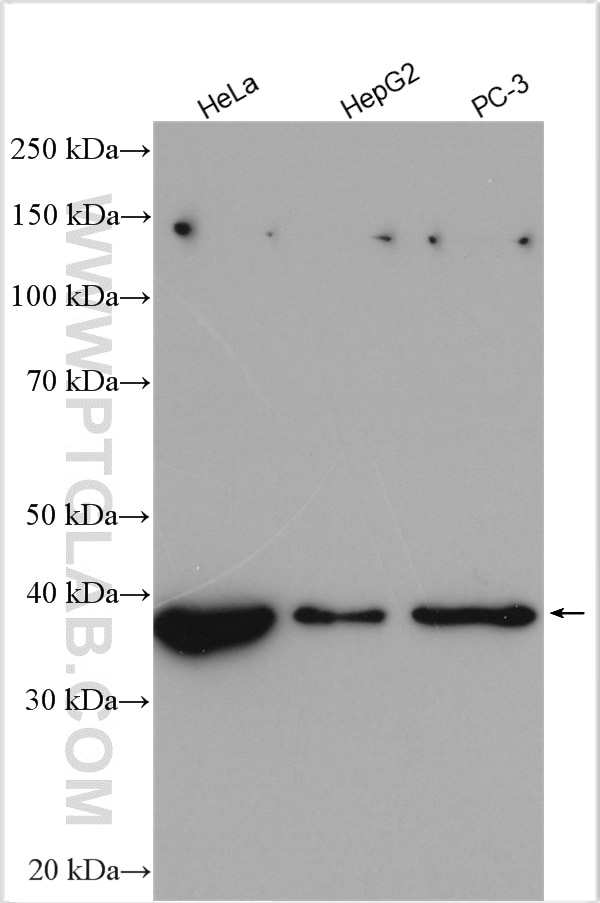 Western Blot (WB) analysis of various lysates using LARP2 Polyclonal antibody (17277-1-AP)
