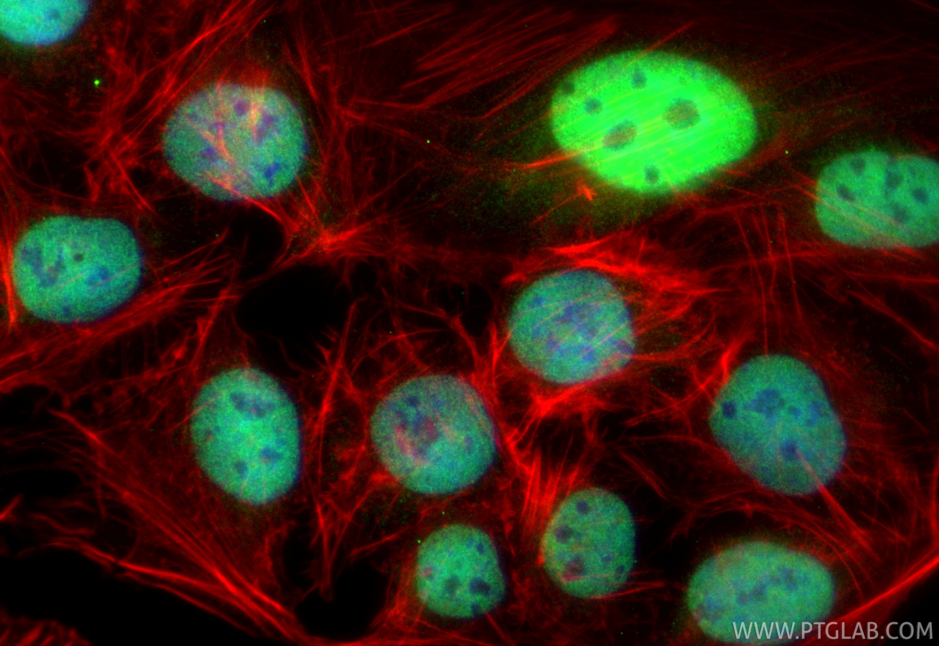 Immunofluorescence (IF) / fluorescent staining of U2OS cells using CoraLite® Plus 488-conjugated LARP2 Recombinant an (CL488-84898-3)