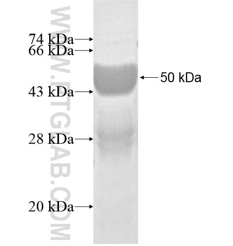 LARP2 fusion protein Ag11043 SDS-PAGE