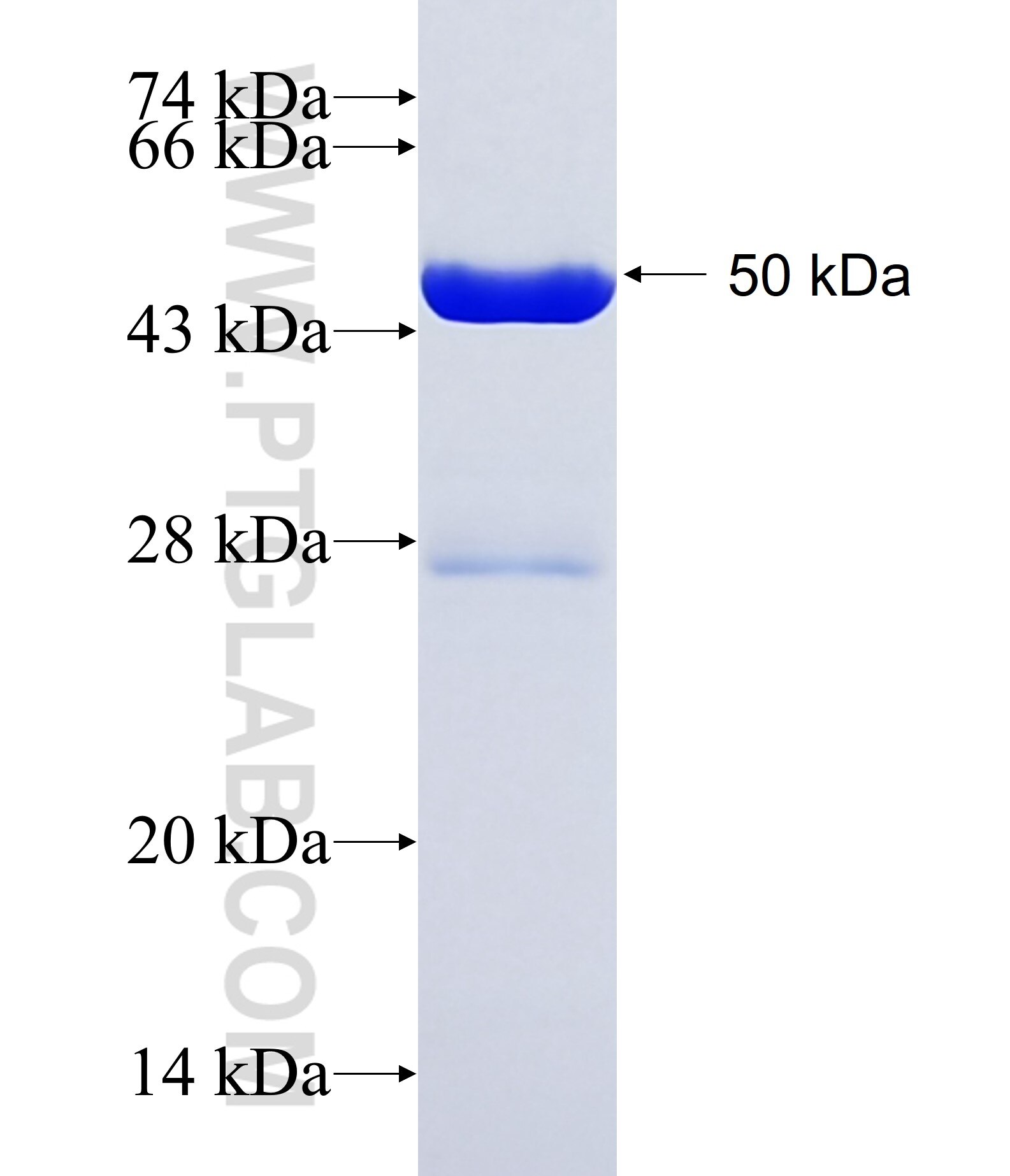 LARP2 fusion protein Ag11043 SDS-PAGE