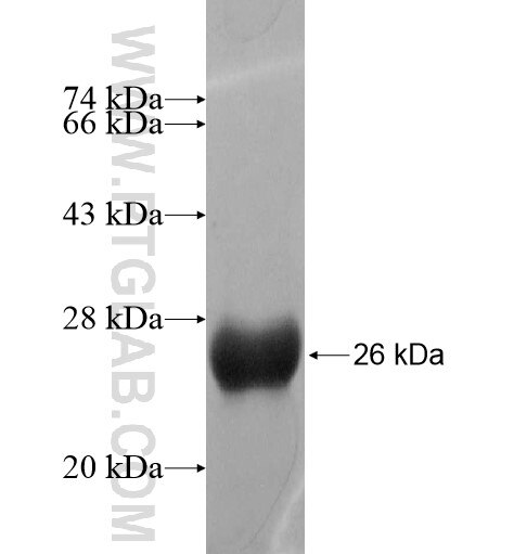 LARP2 fusion protein Ag11218 SDS-PAGE