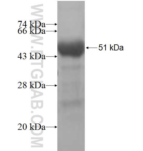 LARP4 fusion protein Ag9777 SDS-PAGE
