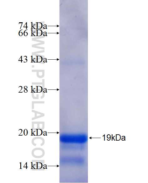 LARP6 fusion protein Ag24354 SDS-PAGE