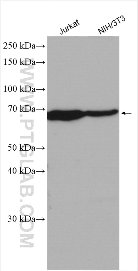 Western Blot (WB) analysis of various lysates using LARP7 Polyclonal antibody (17067-1-AP)