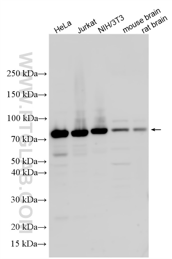 Western Blot (WB) analysis of various lysates using LARP7 Polyclonal antibody (17067-1-AP)
