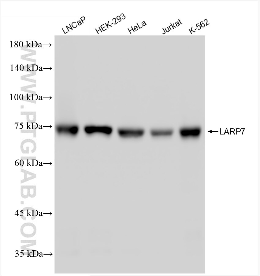 Western Blot (WB) analysis of various lysates using LARP7 Recombinant antibody (84950-3-RR)