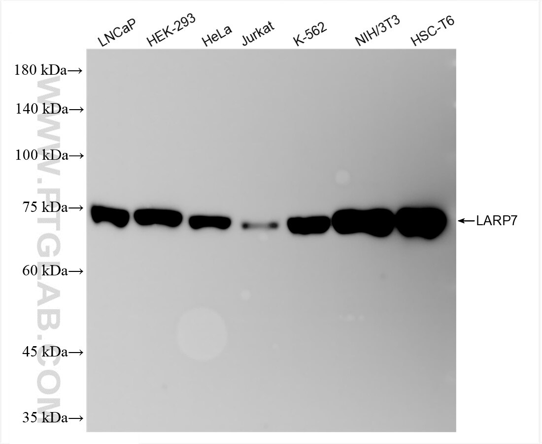 Western Blot (WB) analysis of various lysates using LARP7 Recombinant antibody (84950-4-RR)
