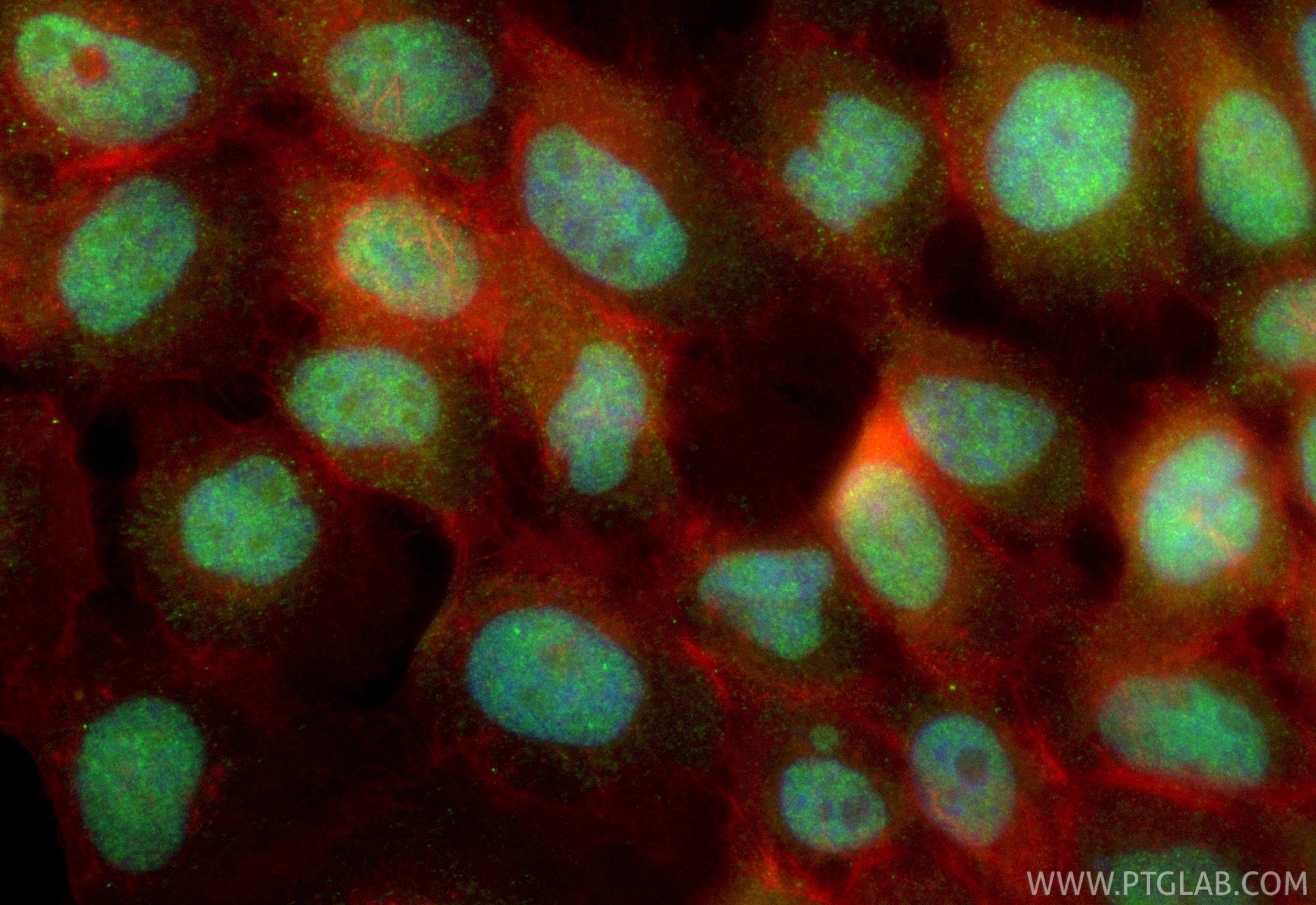 Immunofluorescence (IF) / fluorescent staining of A431 cells using CoraLite® Plus 488-conjugated LARP7 Recombinant an (CL488-84950-3)