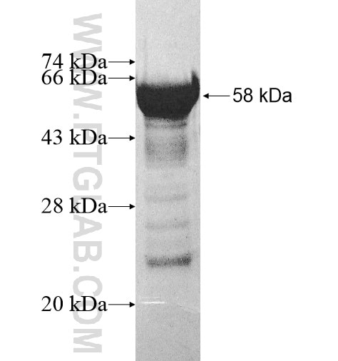 LARP7 fusion protein Ag10891 SDS-PAGE