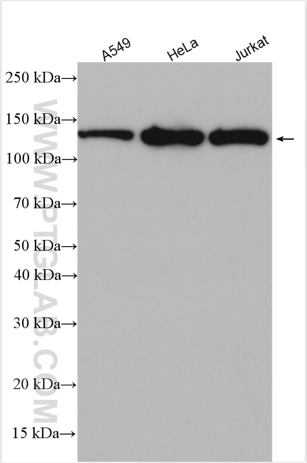 Western Blot (WB) analysis of various lysates using LARS Polyclonal antibody (21146-1-AP)