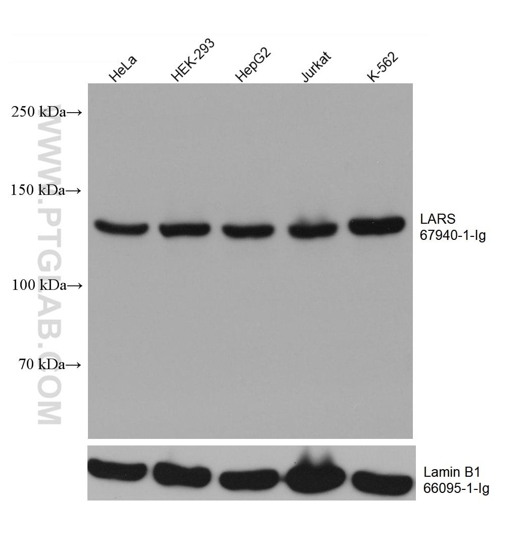 Western Blot (WB) analysis of various lysates using LARS Monoclonal antibody (67940-1-Ig)
