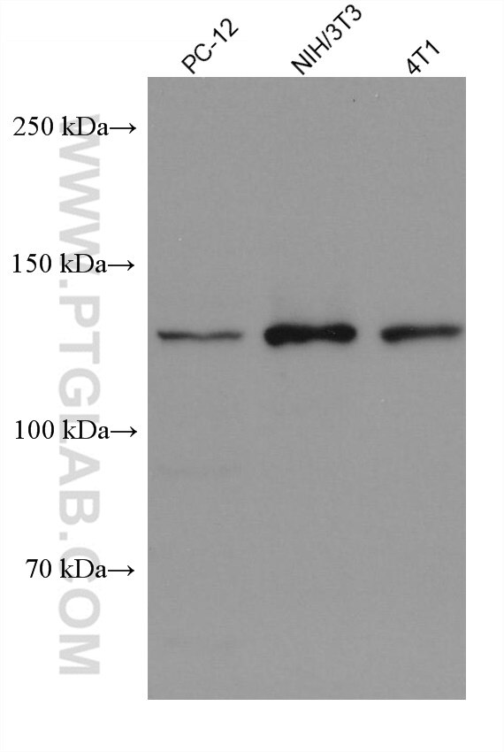 Western Blot (WB) analysis of various lysates using LARS Monoclonal antibody (67940-1-Ig)