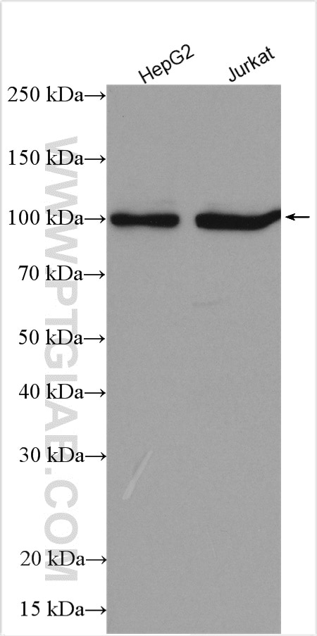 Western Blot (WB) analysis of various lysates using LARS2 Polyclonal antibody (17097-1-AP)