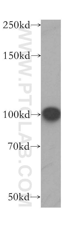 Western Blot (WB) analysis of MCF-7 cells using LARS2 Polyclonal antibody (17097-1-AP)
