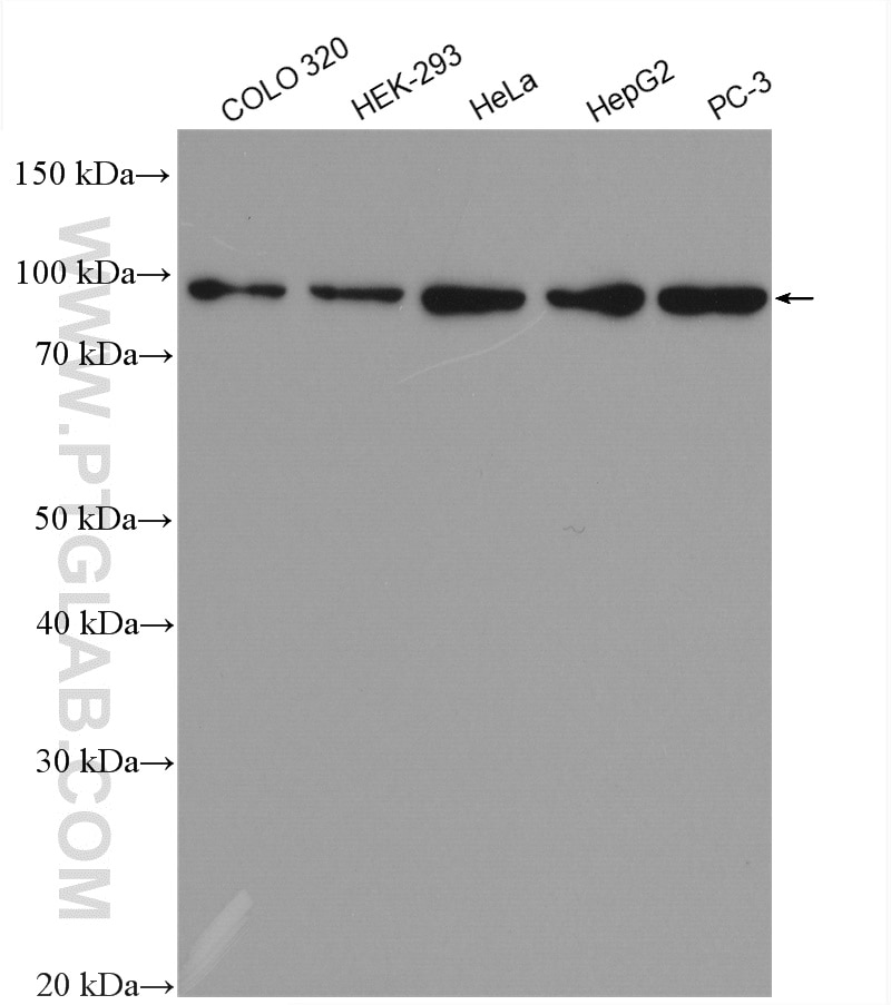Western Blot (WB) analysis of various lysates using LAS1L Polyclonal antibody (16010-1-AP)