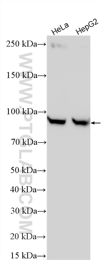 WB analysis using 16010-1-AP Western Blot (WB) analysis of various lysates using LAS1L Polyclonal antibody (16010-1-AP)