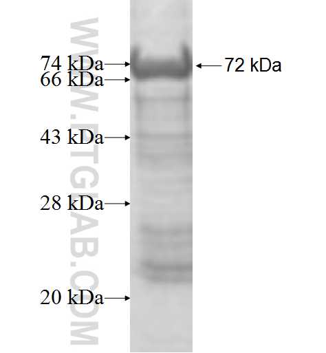 LAS1L fusion protein Ag8732 SDS-PAGE