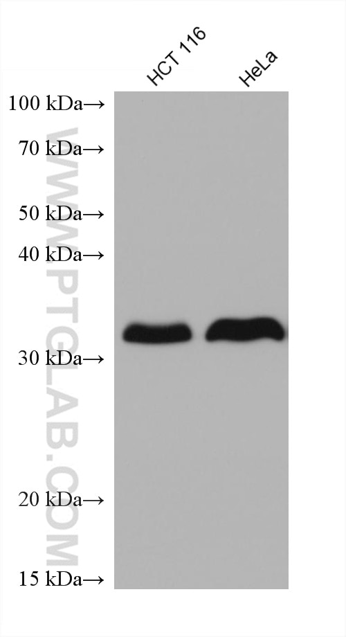 Western Blot (WB) analysis of various lysates using LASP1 Monoclonal antibody (68080-1-Ig)