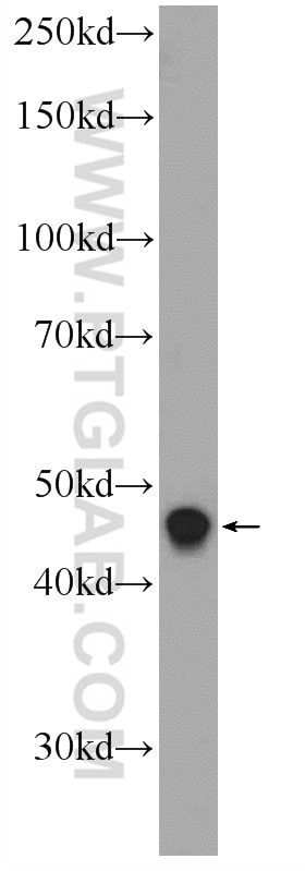Western Blot (WB) analysis of HepG2 cells using LASS2 Polyclonal antibody (20344-1-AP)