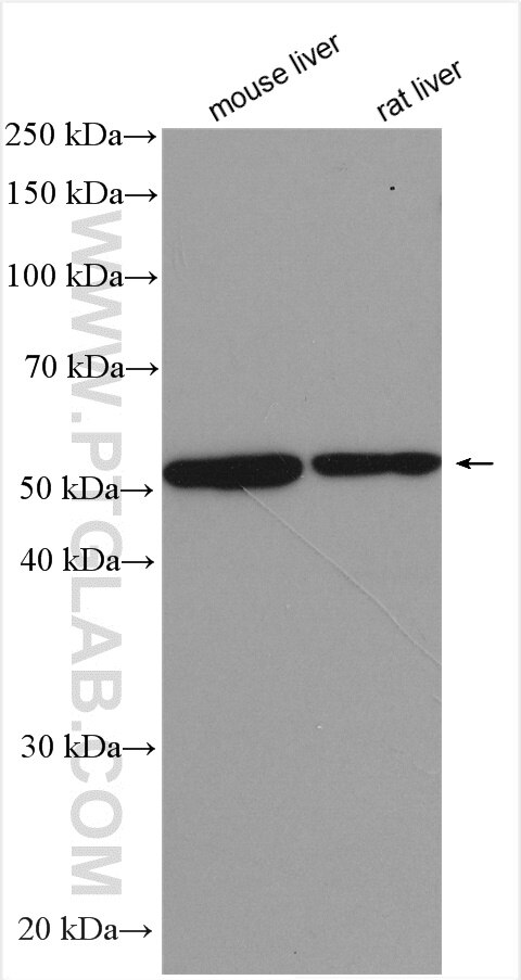 Western Blot (WB) analysis of various lysates using LASS2 Polyclonal antibody (20344-1-AP)