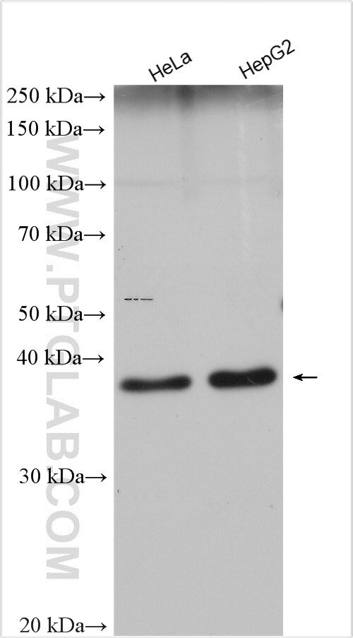 Western Blot (WB) analysis of various lysates using LASS2 Polyclonal antibody (20344-1-AP)