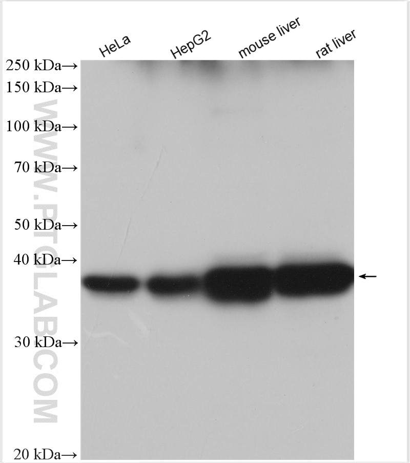 Western Blot (WB) analysis of various lysates using LASS2 Polyclonal antibody (30183-1-AP)