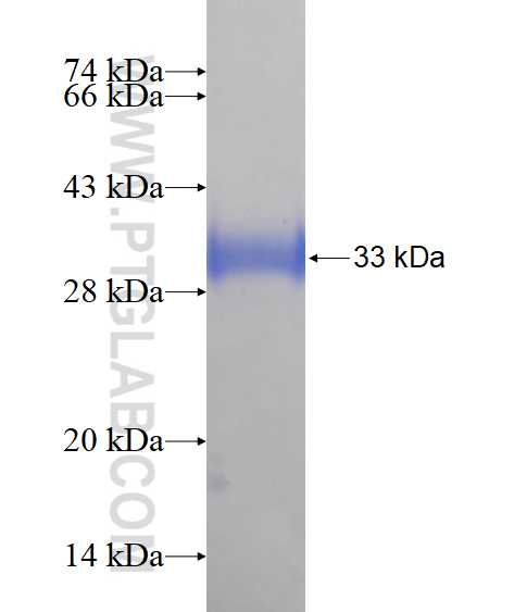 LASS2 fusion protein Ag14151 SDS-PAGE