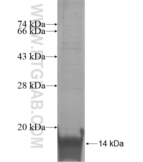 LASS3 fusion protein Ag14513 SDS-PAGE