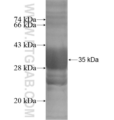LASS4 fusion protein Ag14133 SDS-PAGE