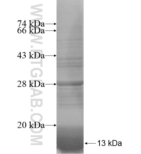 LASS4 fusion protein Ag14452 SDS-PAGE