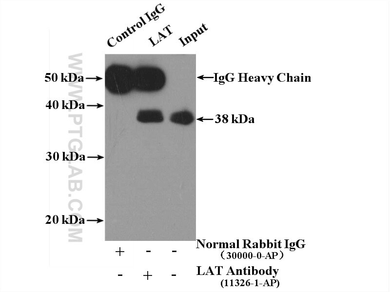 IP experiment of Jurkat using 11326-1-AP