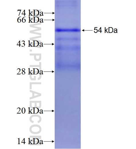 LAT fusion protein Ag1868 SDS-PAGE