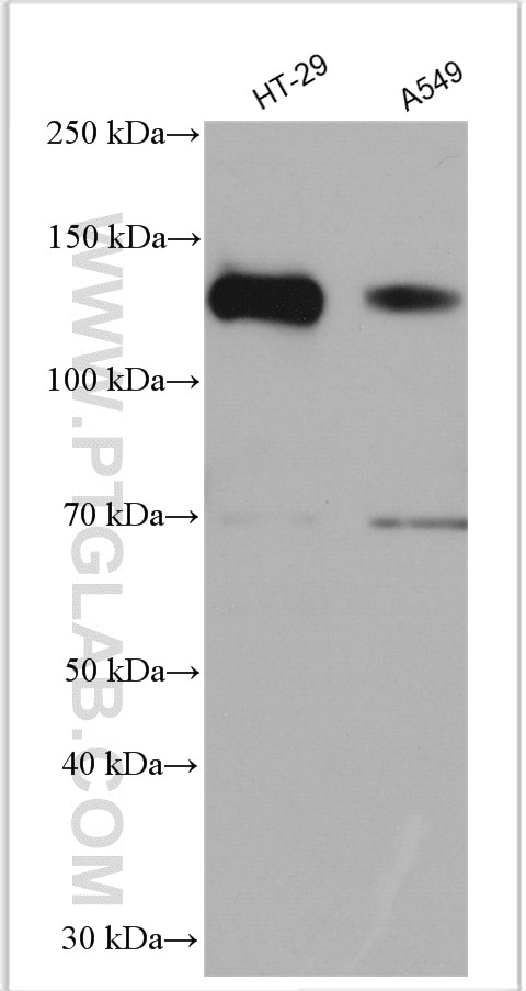 Western Blot (WB) analysis of various lysates using LATS1 Polyclonal antibody (17049-1-AP)