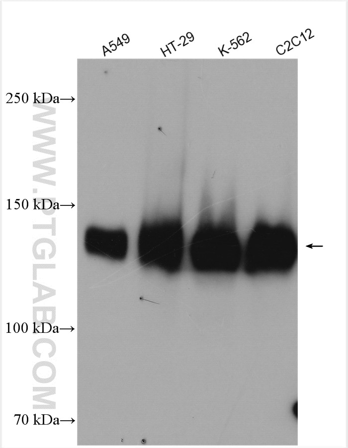 Western Blot (WB) analysis of various lysates using LATS1 Polyclonal antibody (17049-1-AP)