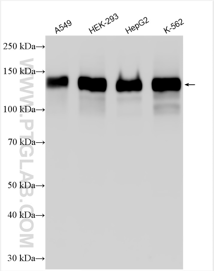 Western Blot (WB) analysis of various lysates using LATS1 Polyclonal antibody (30174-1-AP)