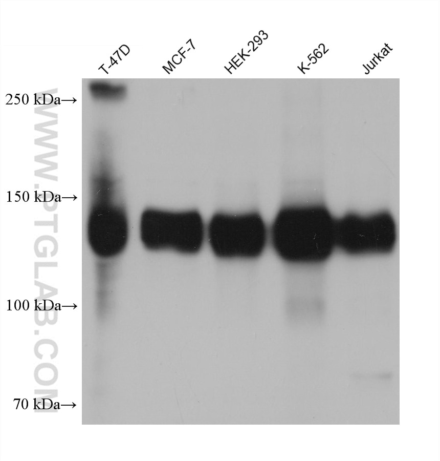 Western Blot (WB) analysis of various lysates using LATS1 Monoclonal antibody (66569-1-Ig)