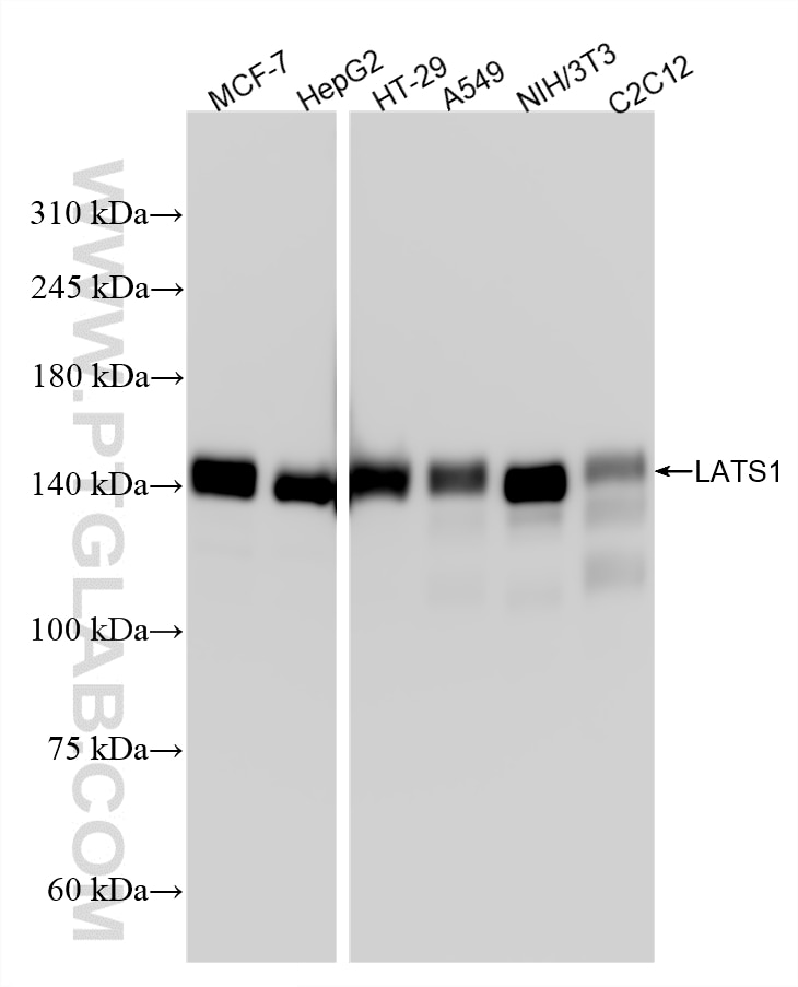 WB analysis using 80613-2-RR Western Blot (WB) analysis of various lysates using LATS1 Recombinant monoclonal antibody (80613-2-RR)