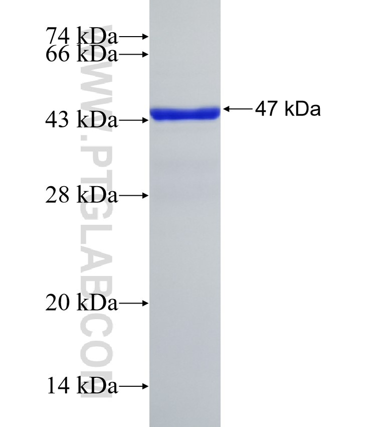 LATS1 fusion protein Ag32879 SDS-PAGE