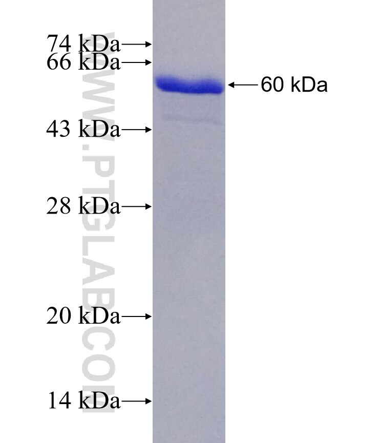 LATS2 fusion protein Ag28221 SDS-PAGE