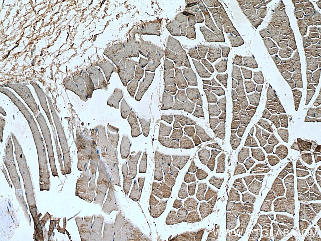 IHC staining of mouse skeletal muscle using 20276-1-AP