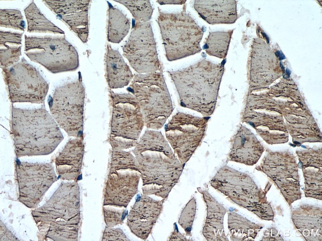 IHC staining of mouse skeletal muscle using 20276-1-AP