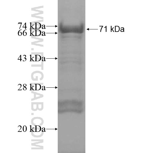LAX1 fusion protein Ag15599 SDS-PAGE